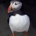 puffin_atlantic_msi_v_0961_can0574.jpg